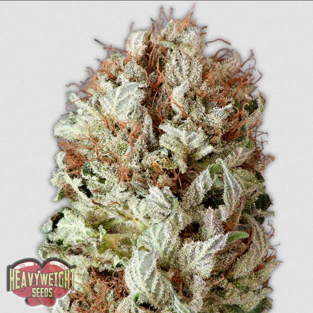 Heavyweight Seeds Extreme Impact Automatic Hanfsamen