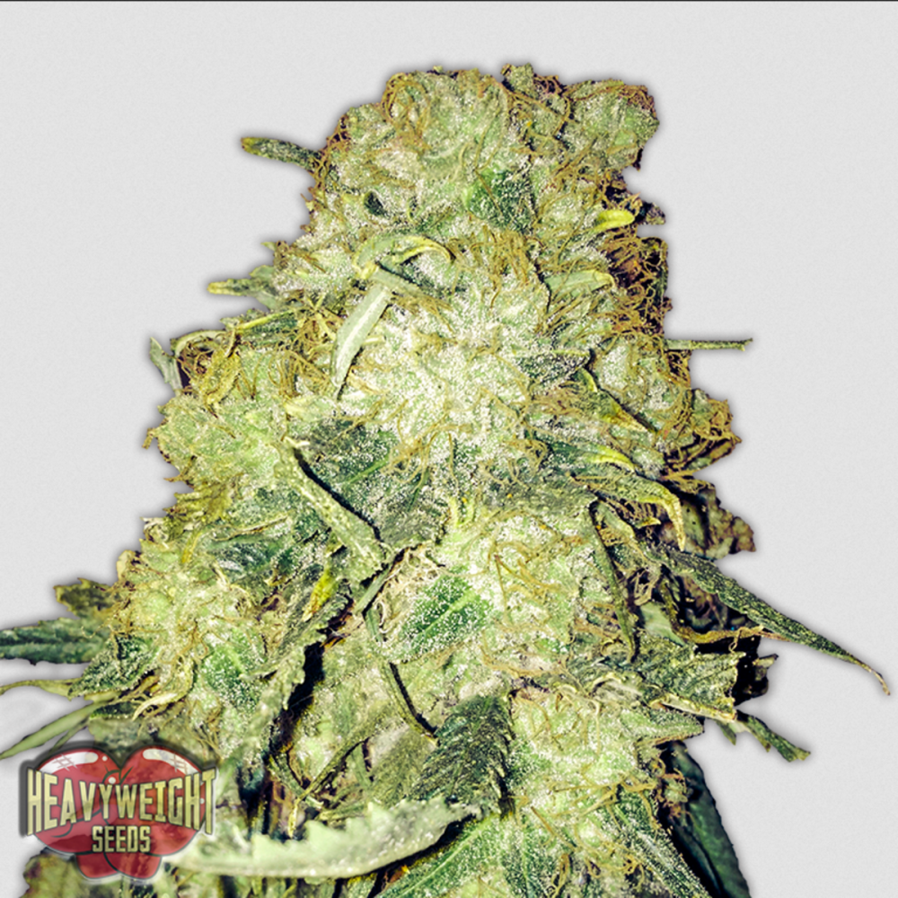 Heavyweight Seeds Goldmine Feminisierte Hanfsamen