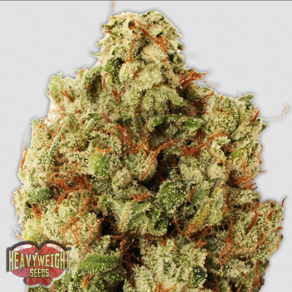 Heavyweight Seeds Green Ninja Feminisierte Hanfsamen