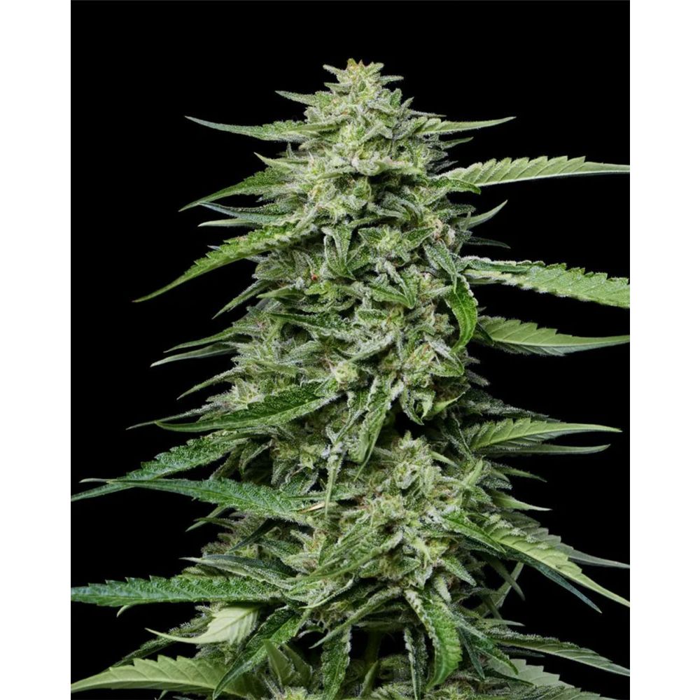 Humboldt Seed Company Blueberry Honey Feminisierte Hanfsamen Blüte