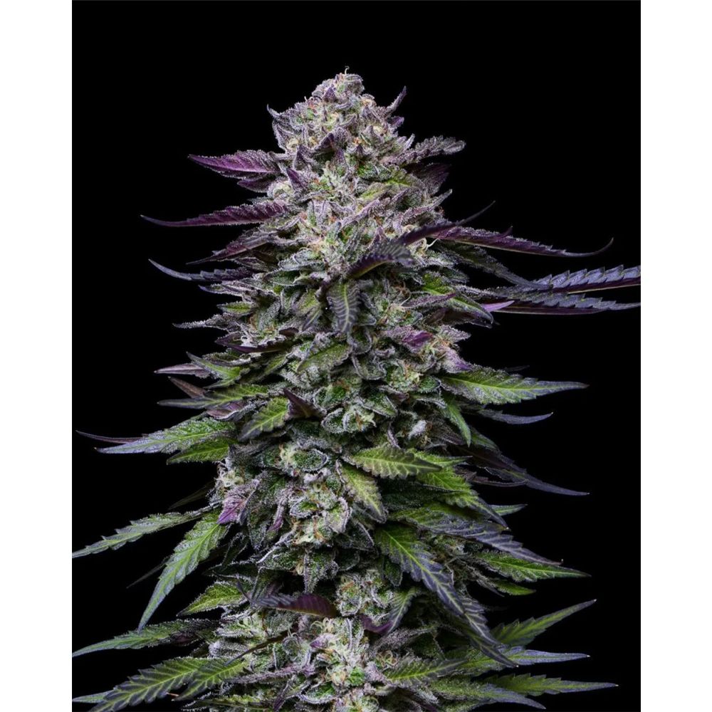 Humboldt Seed Company Candy Hustle Feminisierte Hanfsamen Blüte