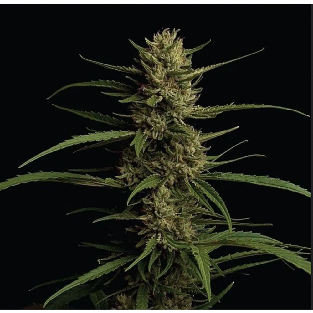 Humboldt Seed Company Caribbean Queen Feminisierte Hanfsamen Blüte