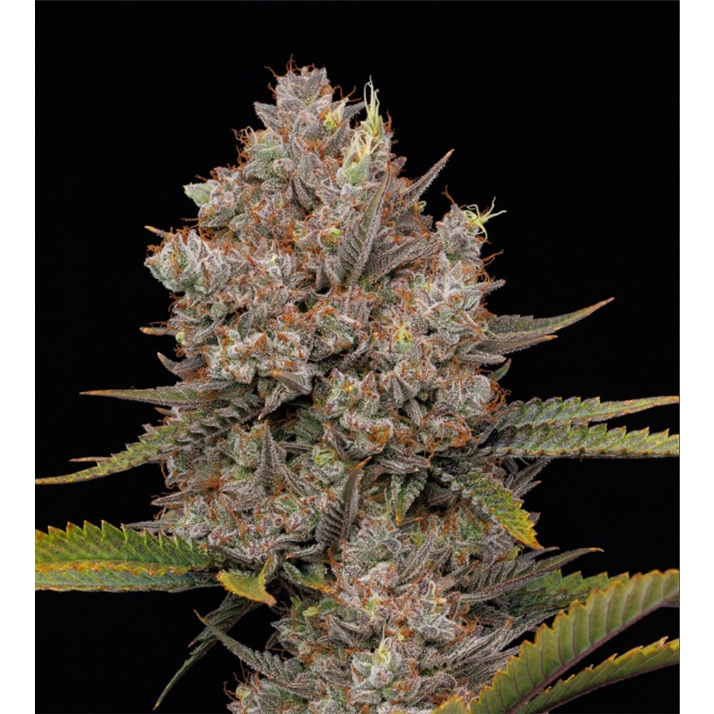 Humboldt Seed Company Hella Jelly Auto Hanfsamen Blüte