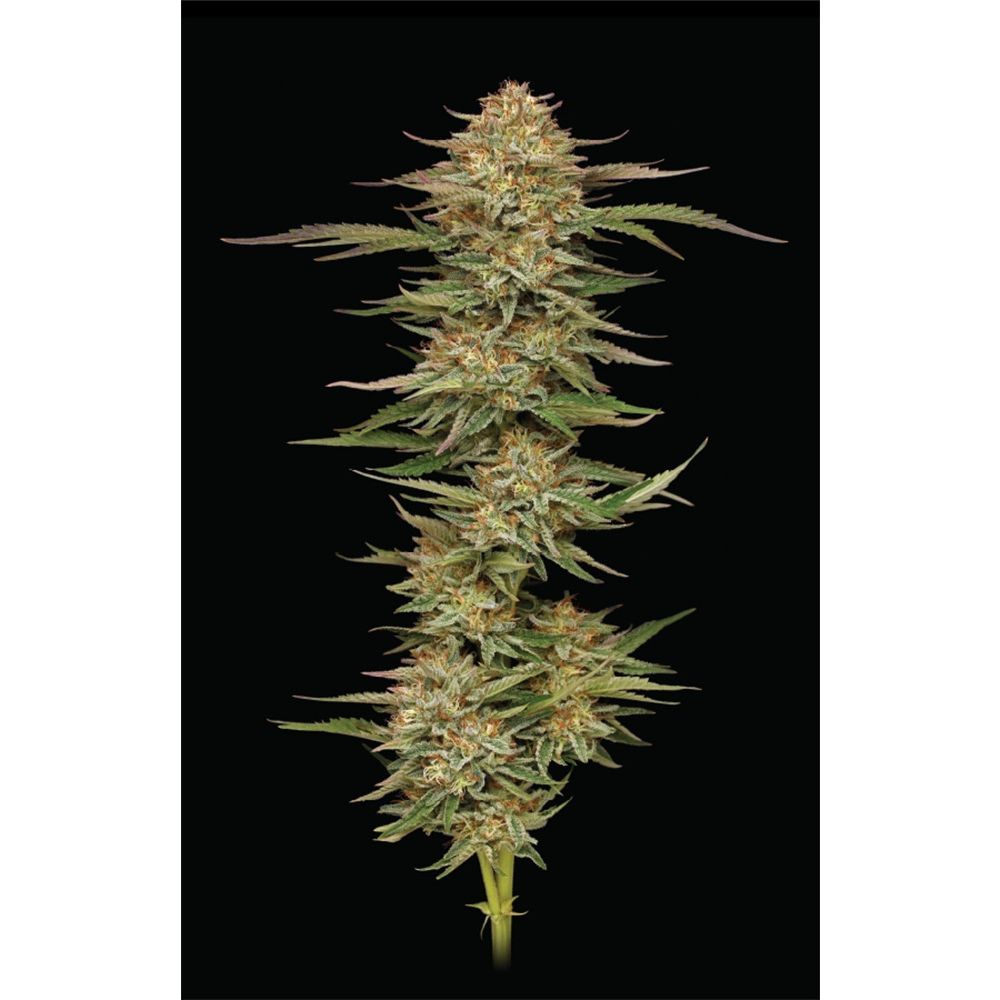 Humboldt Seed Co Orange Creampop Feminisierte Hanfsamen Cannabisblüte