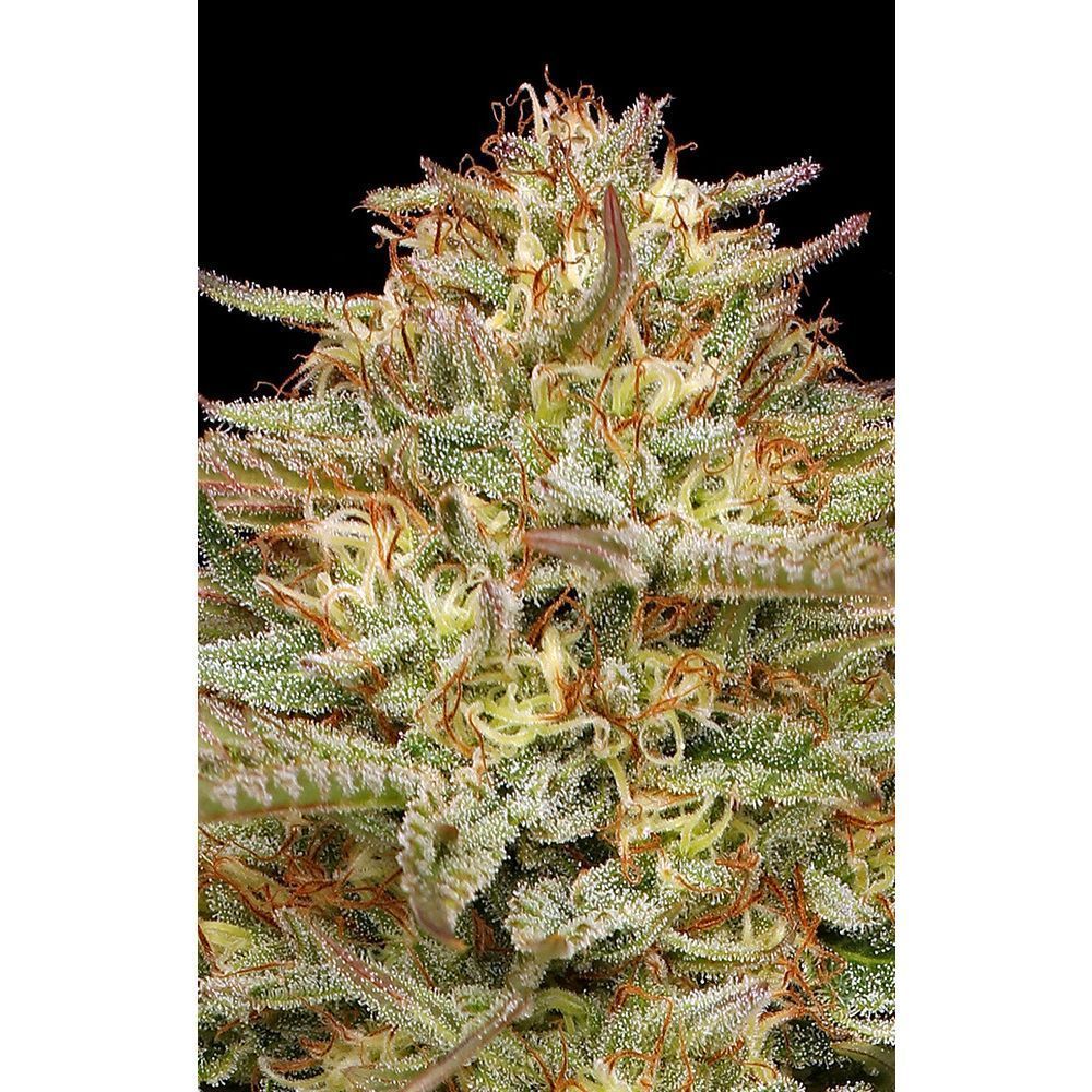 Humboldt Seed Co Orange Creampop Feminisierte Hanfsamen Cannabisblüte