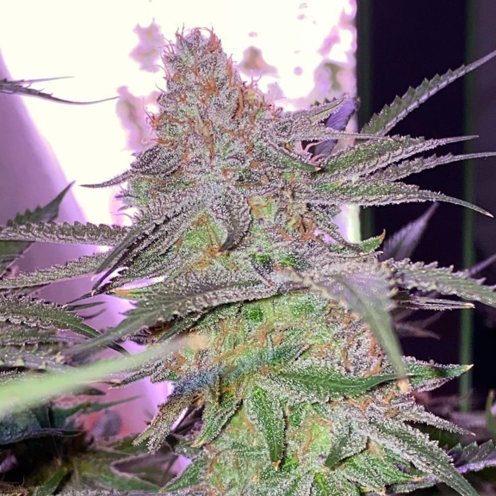 In House Genetics Frozen Gelato Feminisierte Hanfsamen Blüte