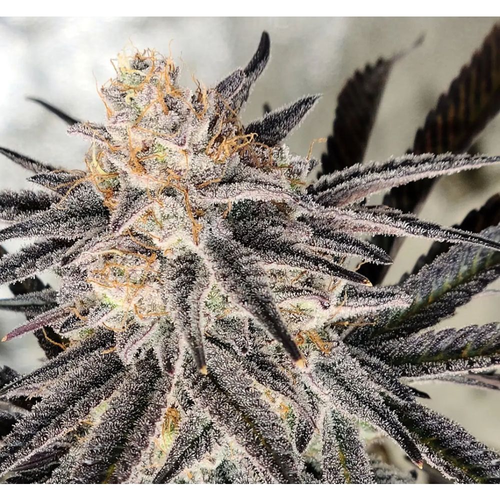 In House Genetics Platinum Gorilla Feminisierte Hanfsamen Blüte