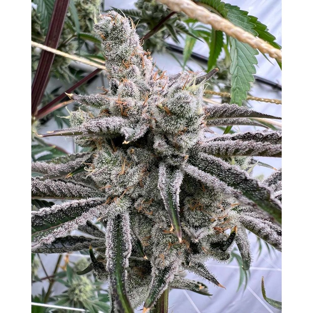 In House Genetics Platinum Valley Feminisierte Hanfsamen Blüte
