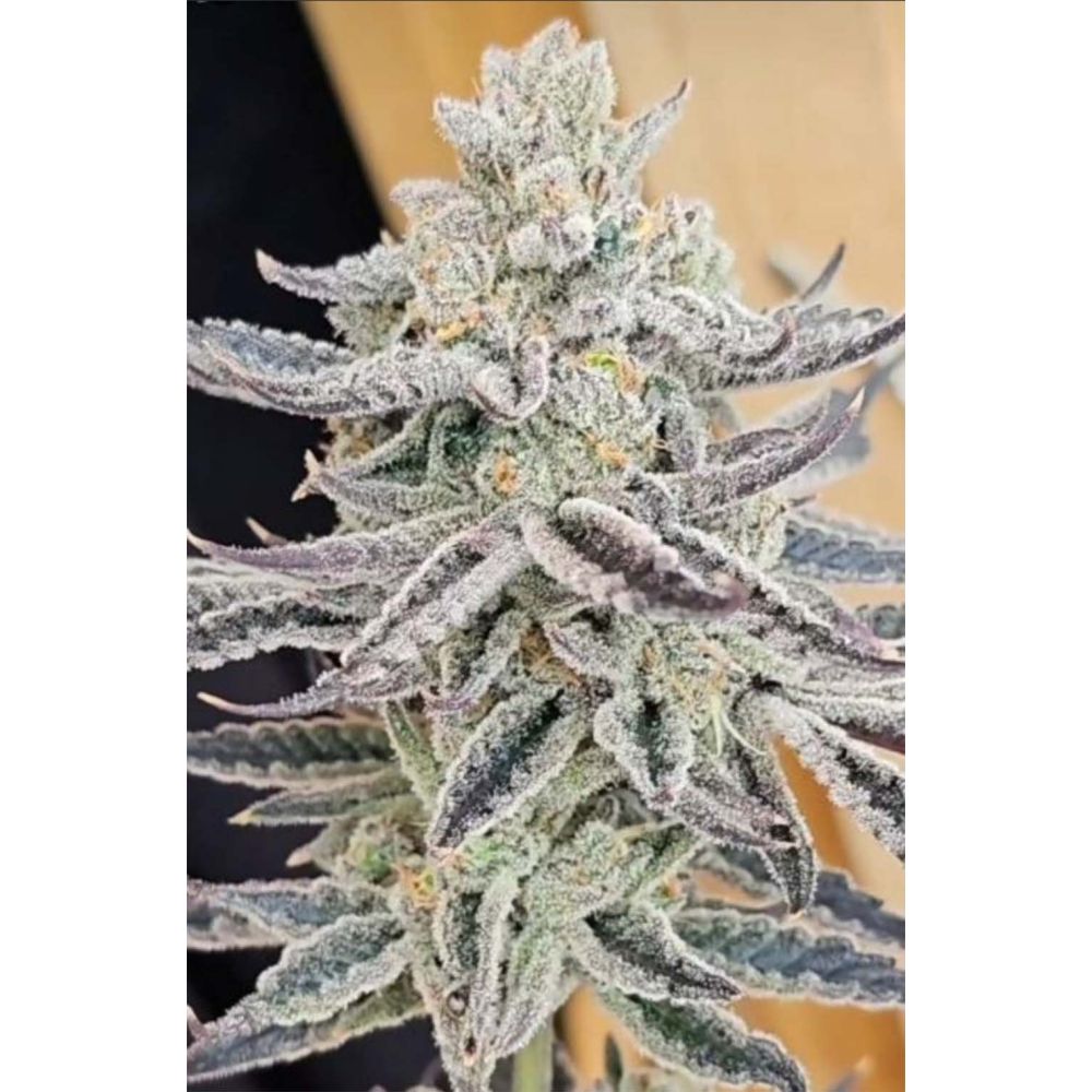 In House Genetics Platinum Zushi Feminisierte Hanfsamen Blüte