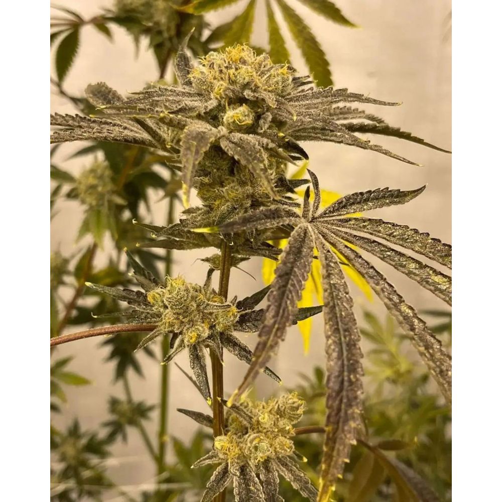 In House Genetics Platinumz Feminisierte Hanfsamen Blüte