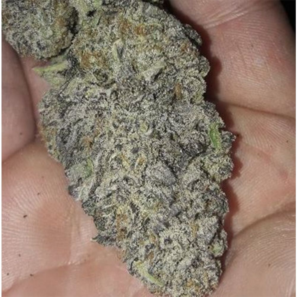In House Genetics Zurple Punch BX Feminisierte Hanfsamen Blüte