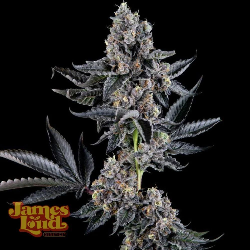 James Loud Genetics Everglazed Femnisierte Hanfsamen Blüte