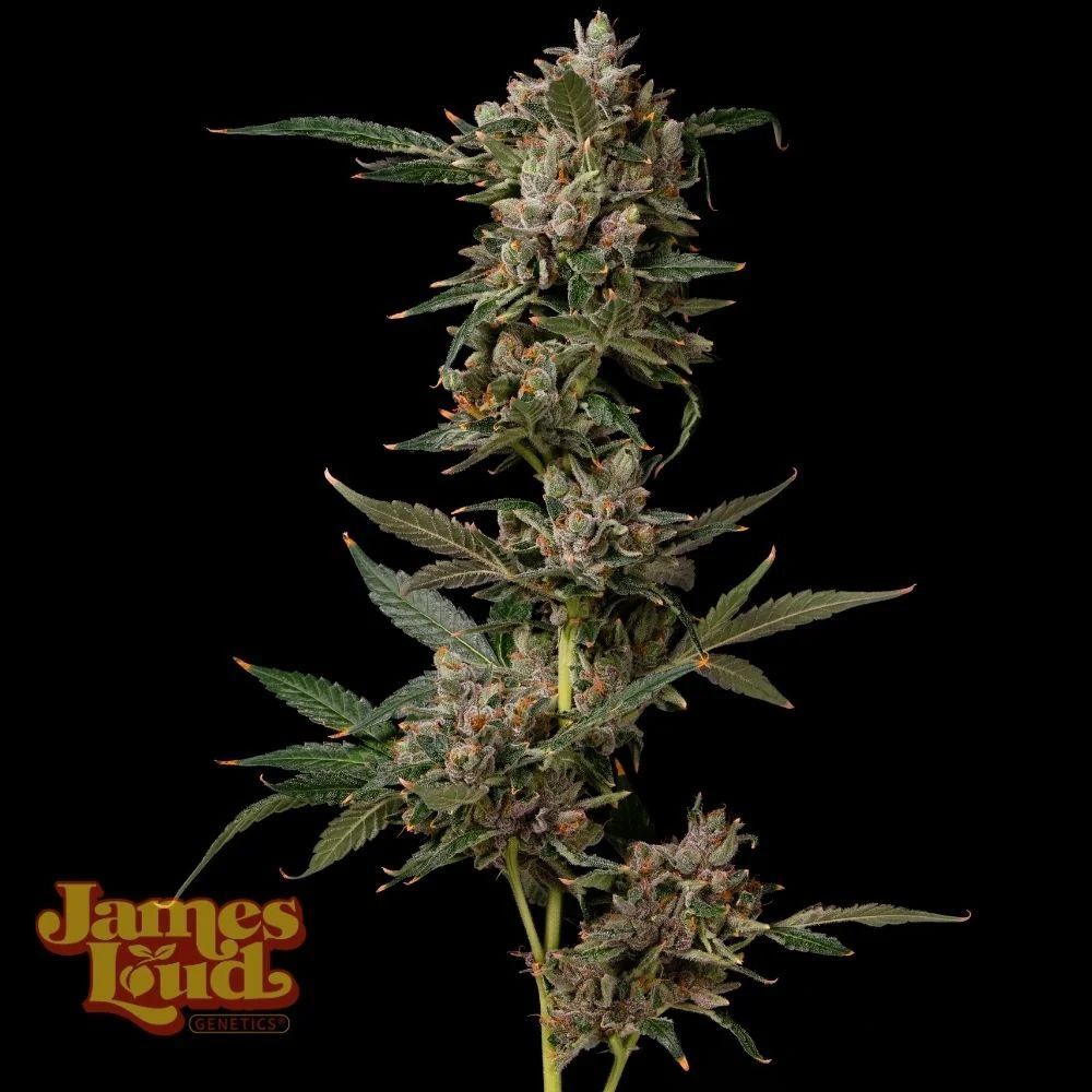 James Loud Genetics Petrol PoP Femnisierte Hanfsamen Blüte