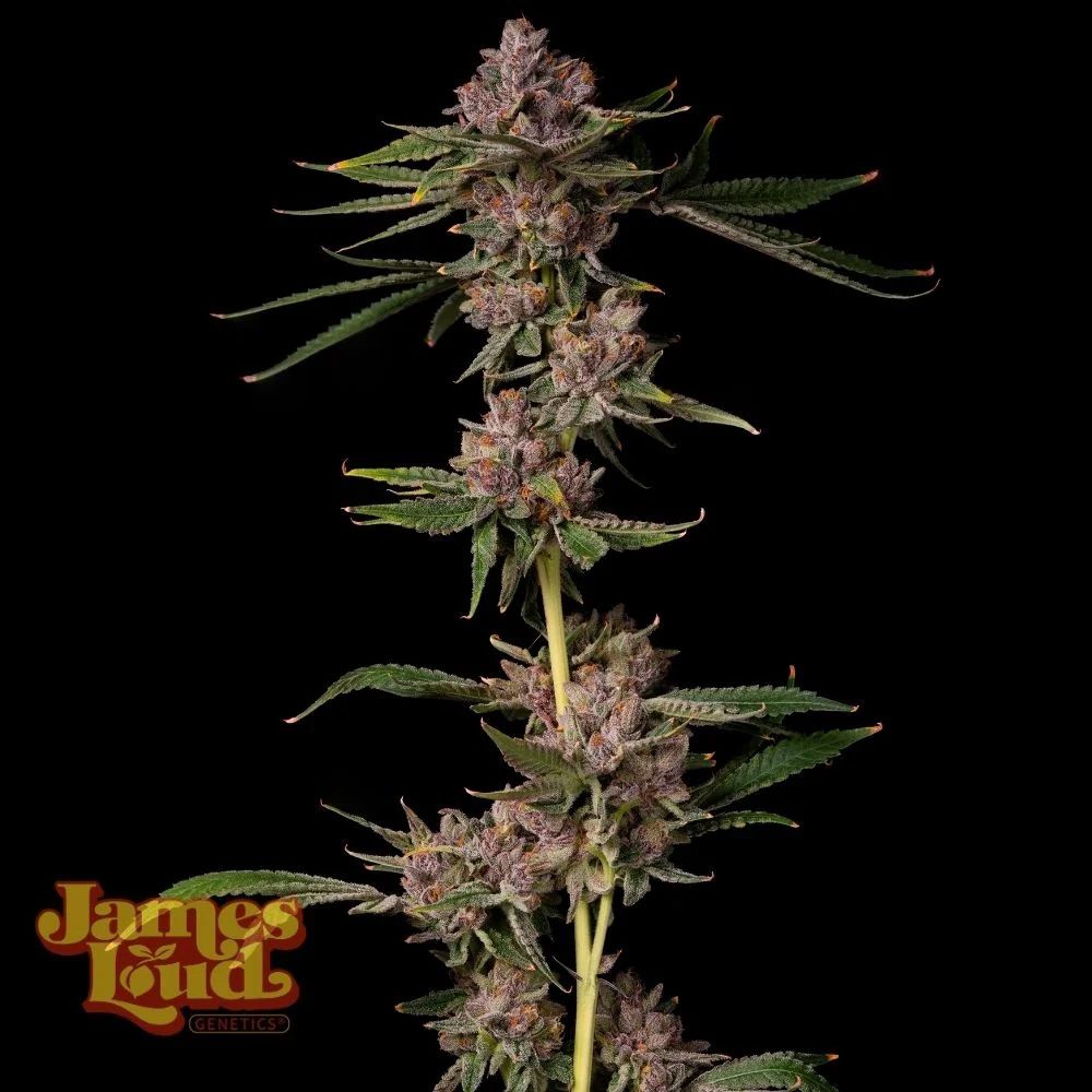 James Loud Genetics Triangle Lemon Cherry Femnisierte Hanfsamen Blüte