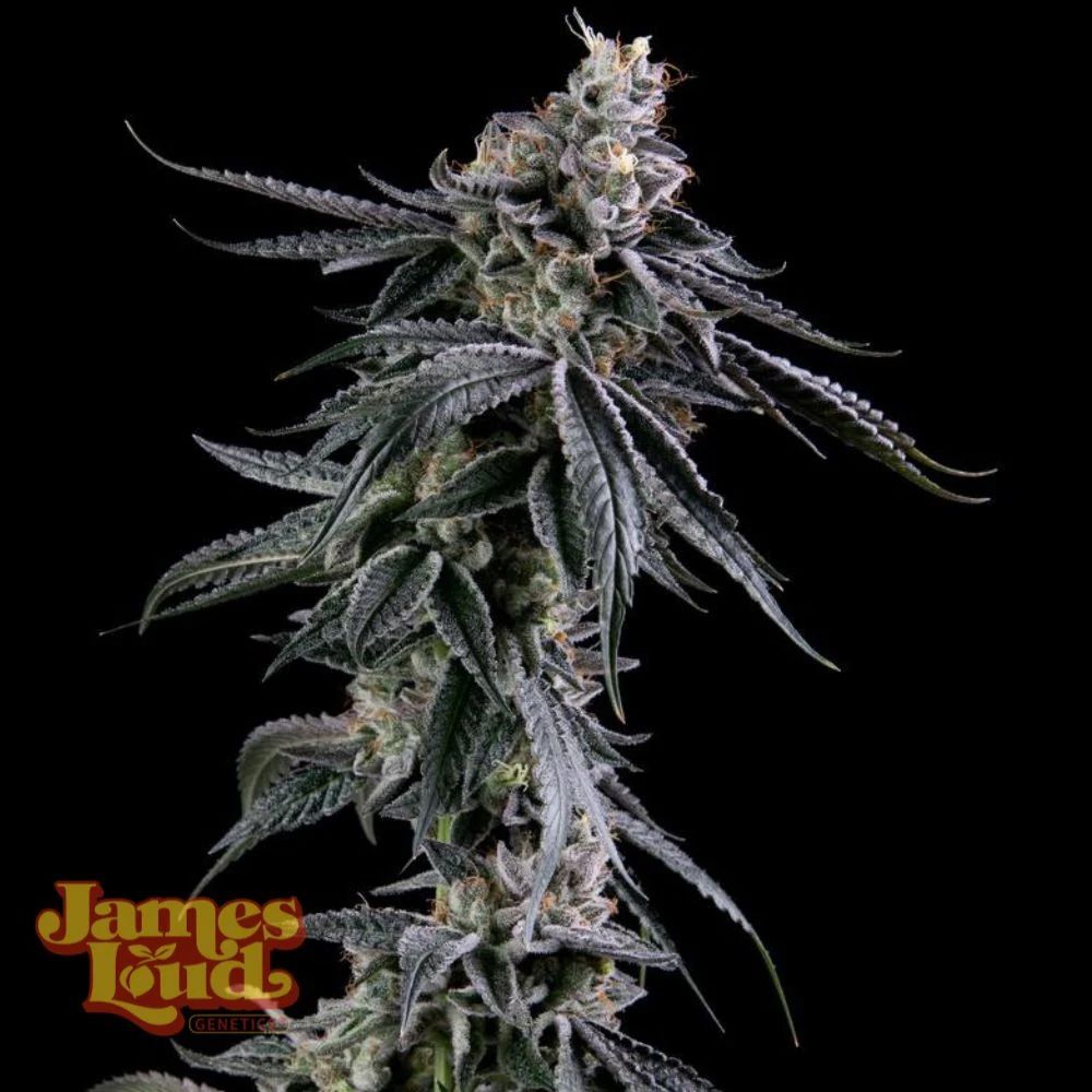 James Loud Genetics Zuckerbombe Femnisierte Hanfsamen Blüte
