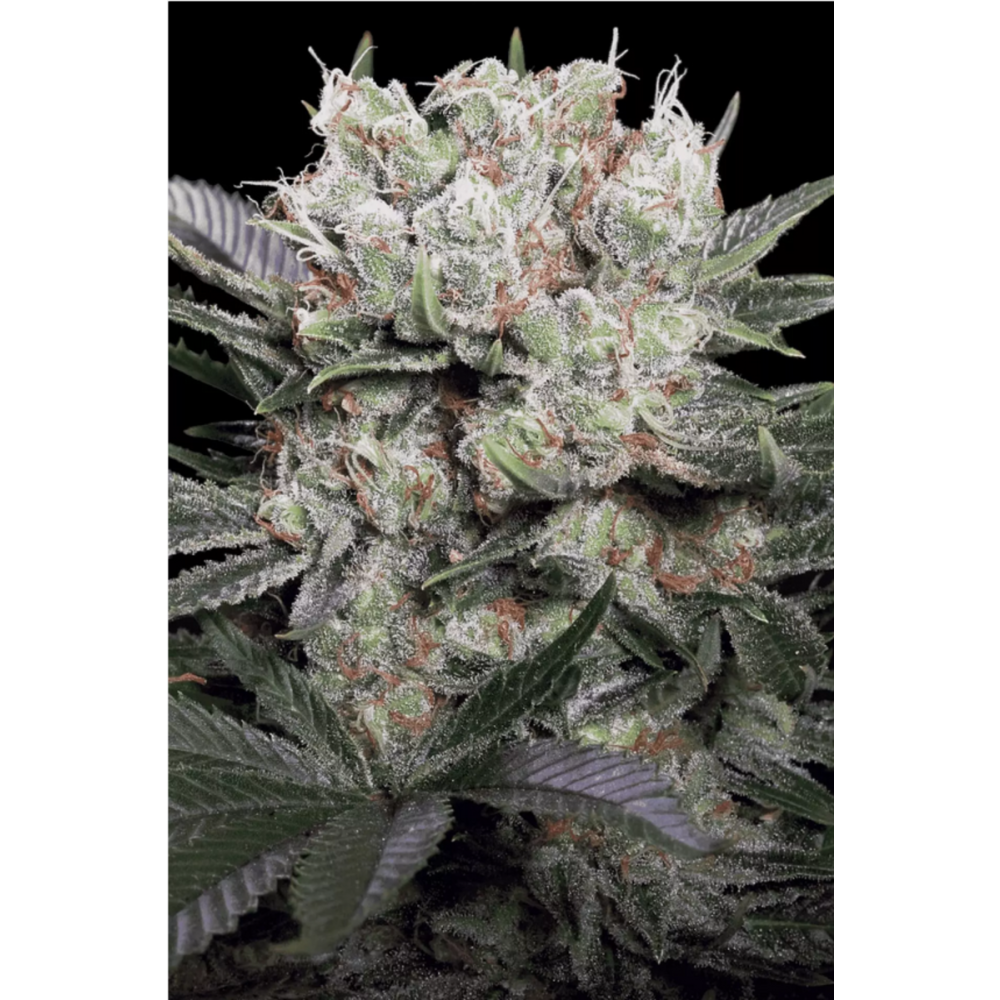 Paradise Seeds Californian Gold Feminisierte Hanfsamen