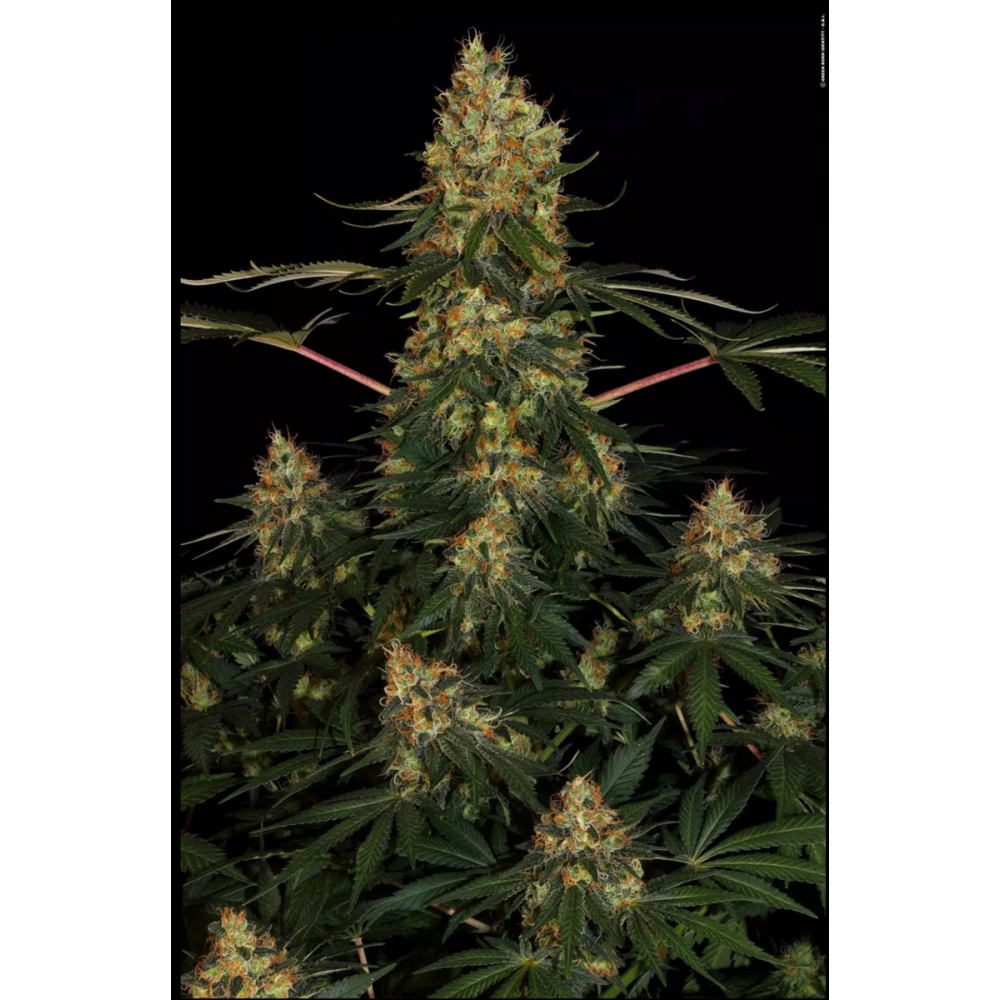 Paradise Seeds Californian Gold Feminisierte Hanfsamen