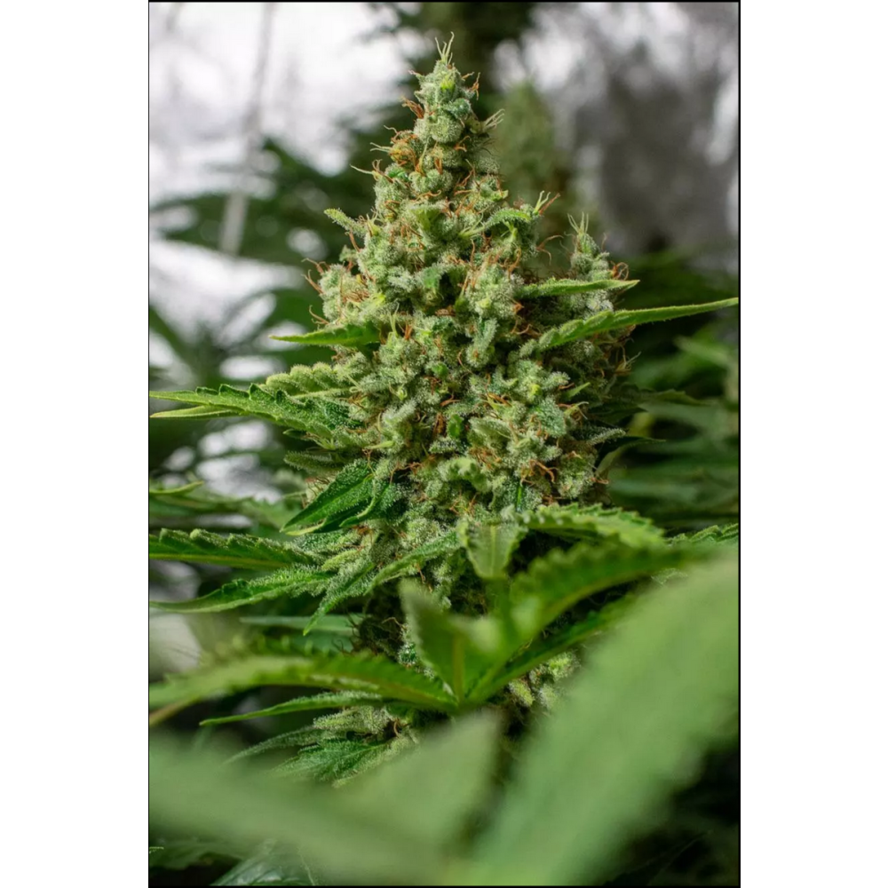 Paradise Seeds Californian Gold Feminisierte Hanfsamen