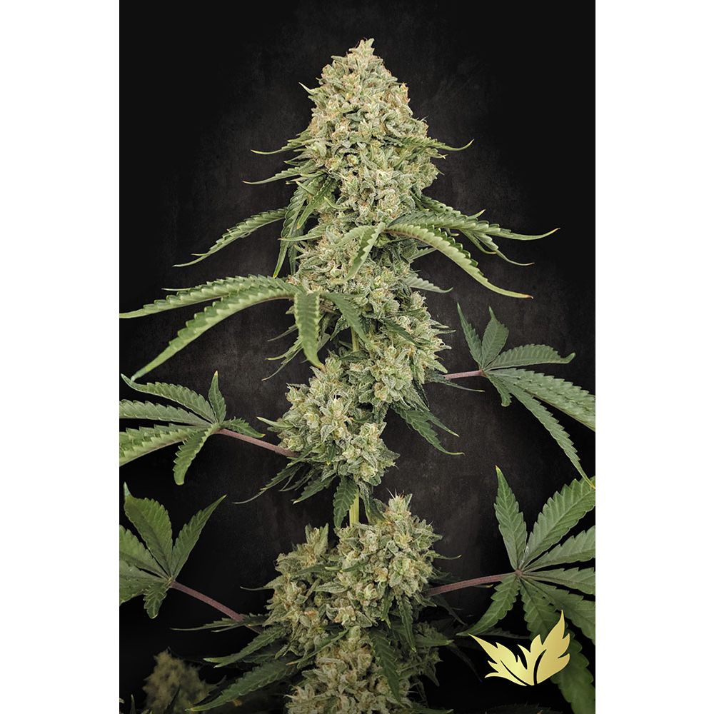 Paradise Seeds Tropical Fruit Cake Feminisierte Cannabissamen