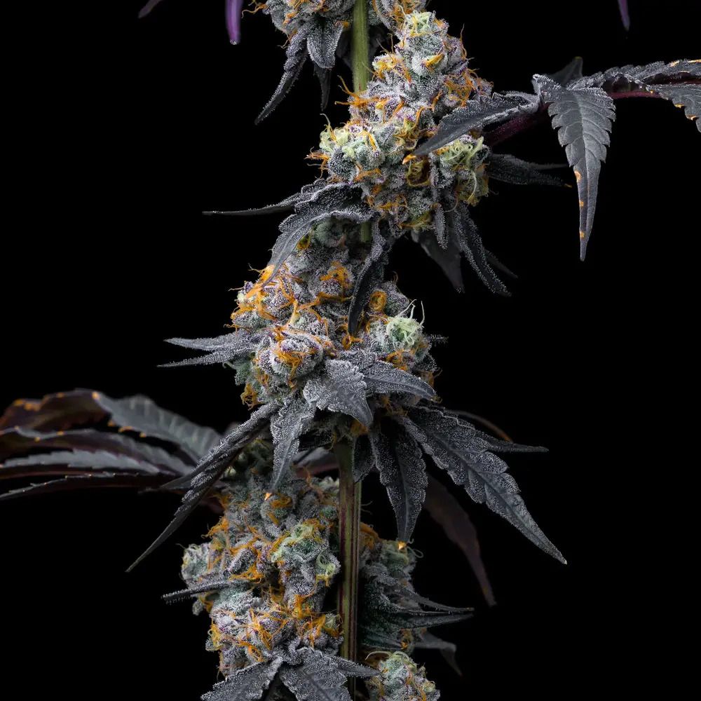 Barney Farm Rainbow Sherbet Cannabis Blüte