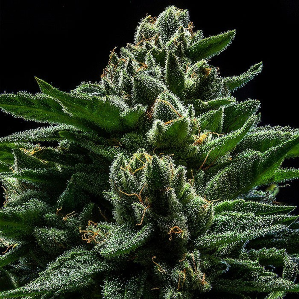 Ripper Seeds DO-G Feminisierte Hanfsamen