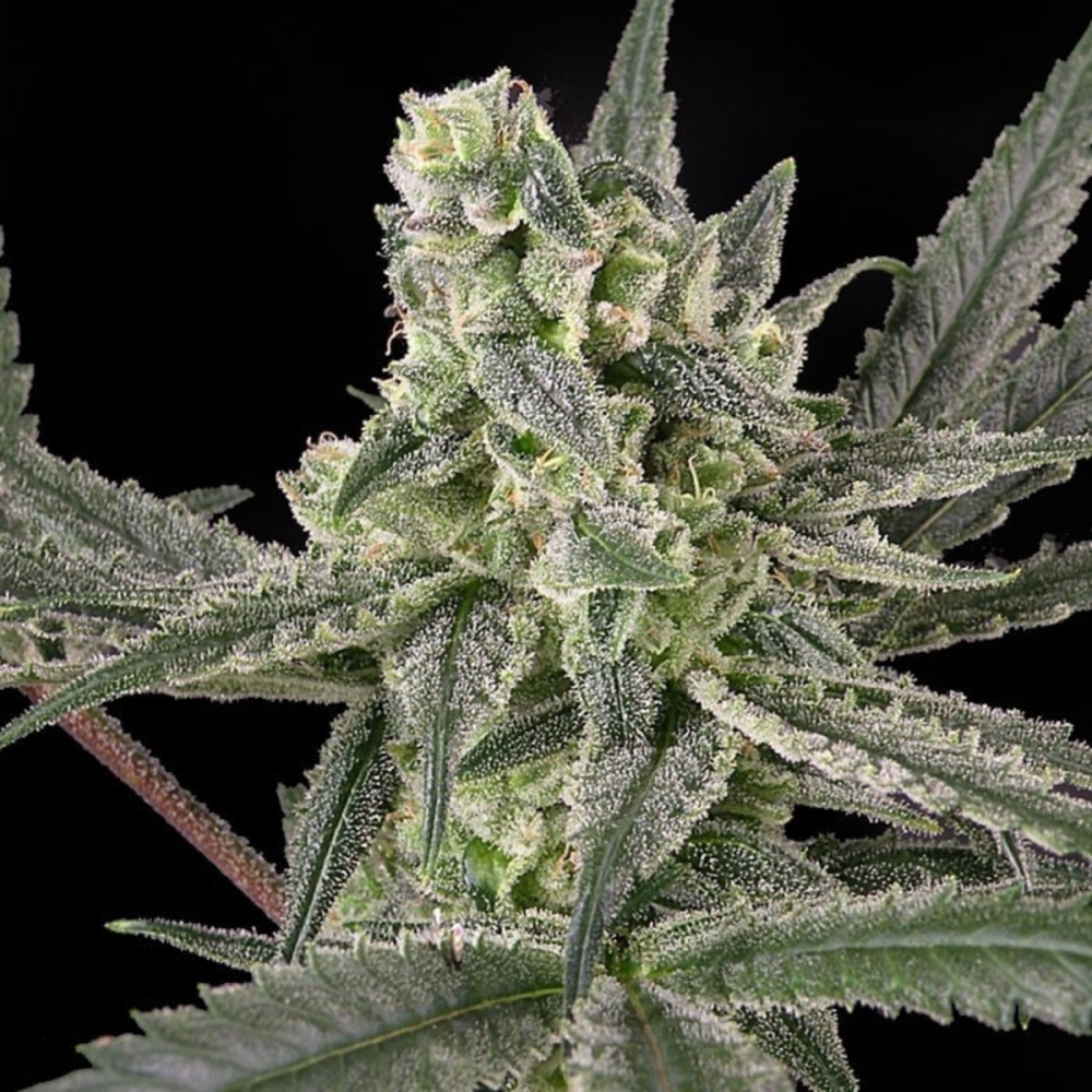 Ripper Seeds Old School Feminisierte Hanfsamen