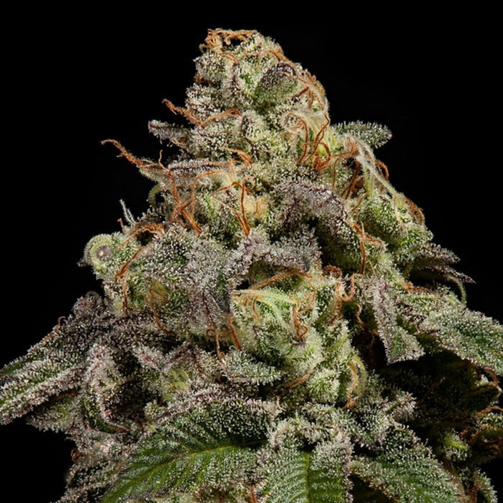 Ripper Seeds OMG Feminisierte Hanfsamen