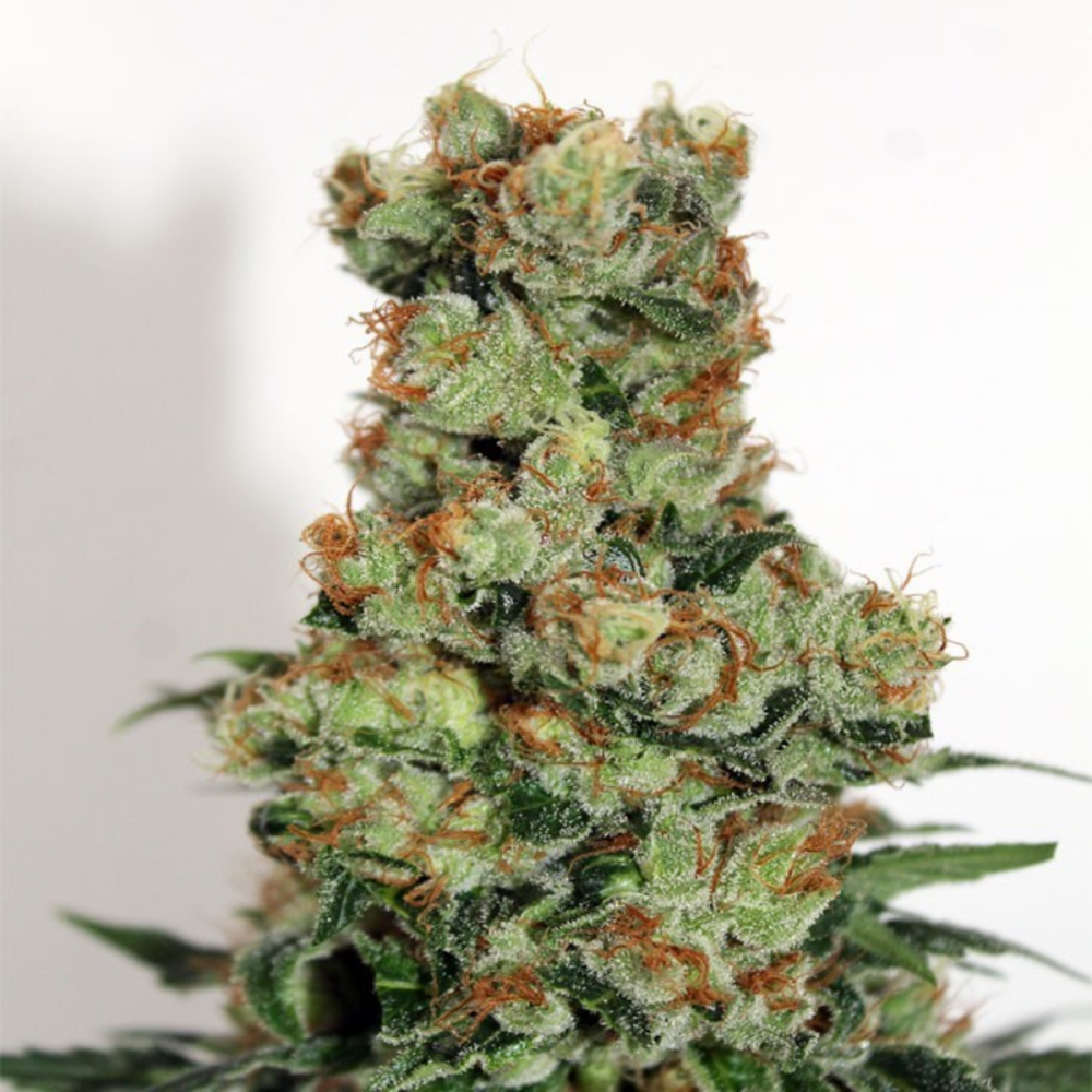 Ripper Seeds Ripper Badazz Feminisierte Hanfsamen