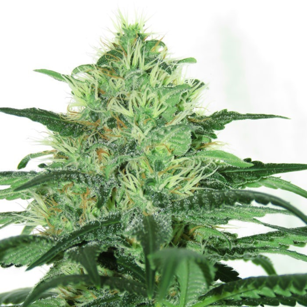 Ripper Seeds Sideral Feminisierte Hanfsamen