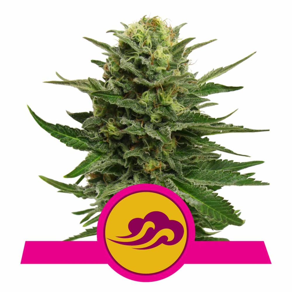 Royal Queen Seeds Blue Mystic feminisierte Hanfsamen