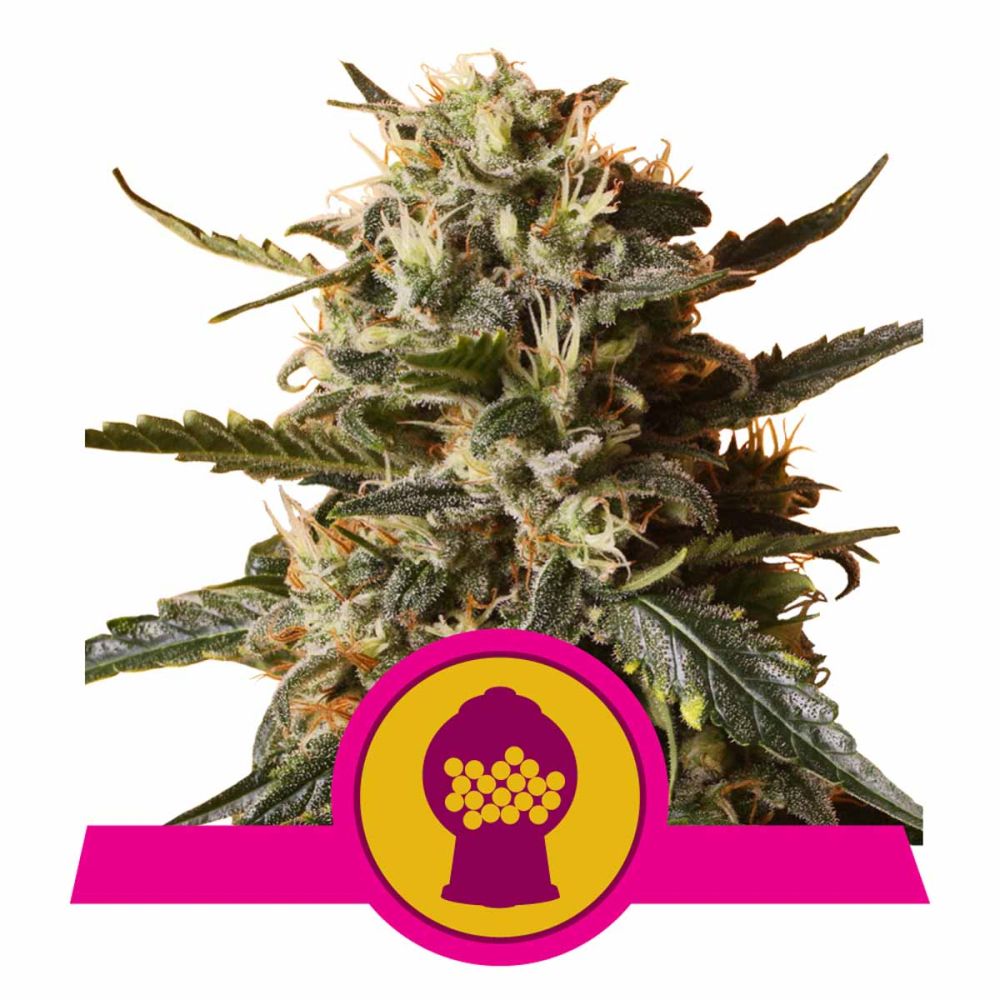 Royal Queen Seeds Bubble Gum XL feminisierte Hanfsamen