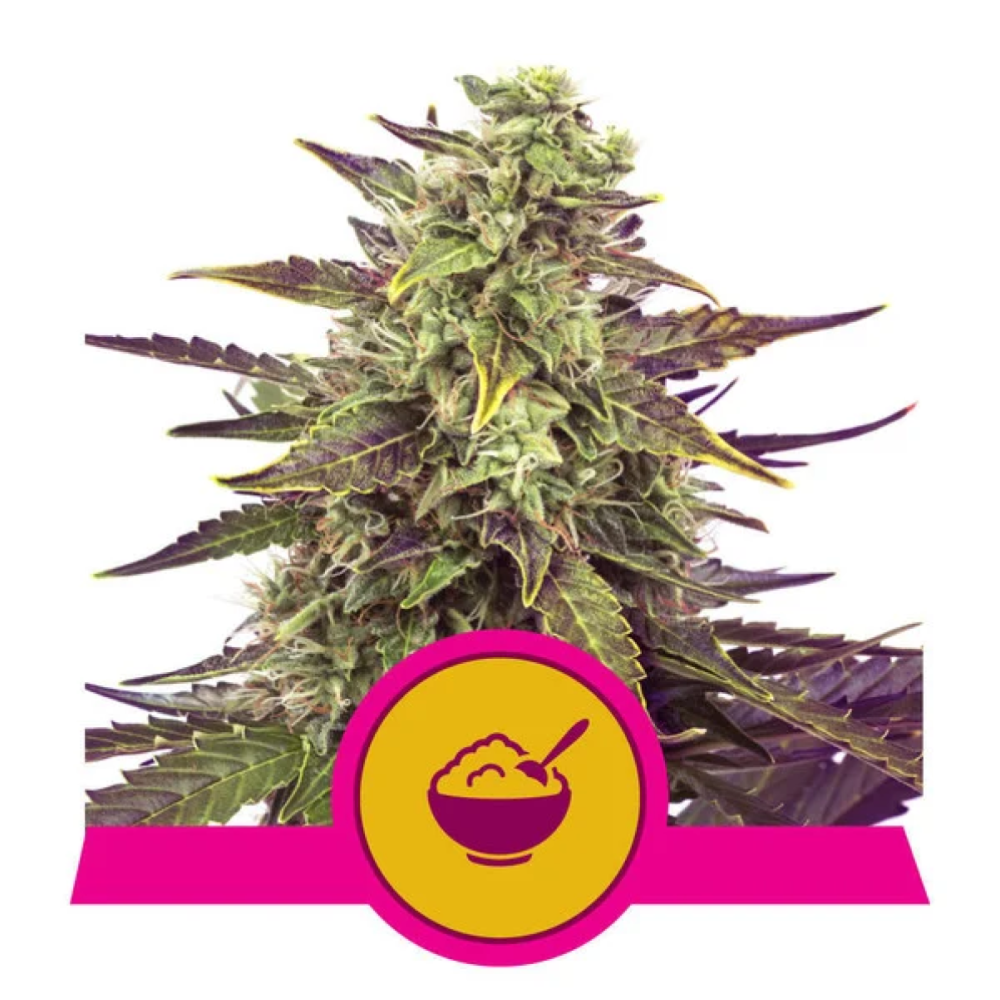 Royal Queen Seeds Cereal Milk Feminisierte Hanfsamen