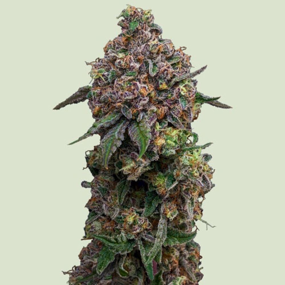 Royal Queen Seeds Cosmic Chedder F1 Feminisierte Cannabissamen Blüte