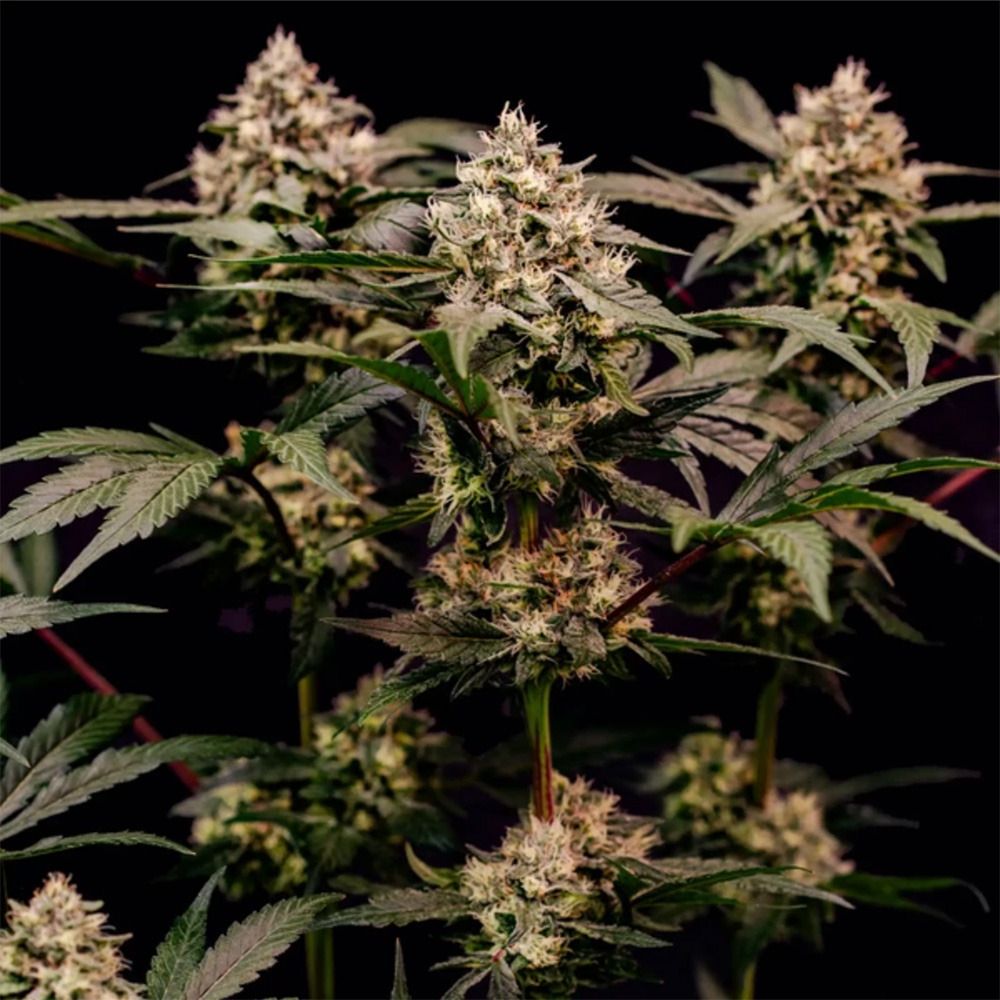 Royal Queen Seeds Cosmic Chedder F1 Feminisierte Cannabissamen Blüte