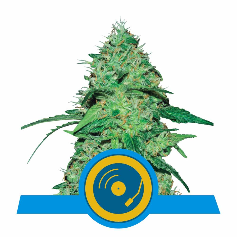 Royal Queen Seeds Joannes CBD feminisierte Hanfsamen