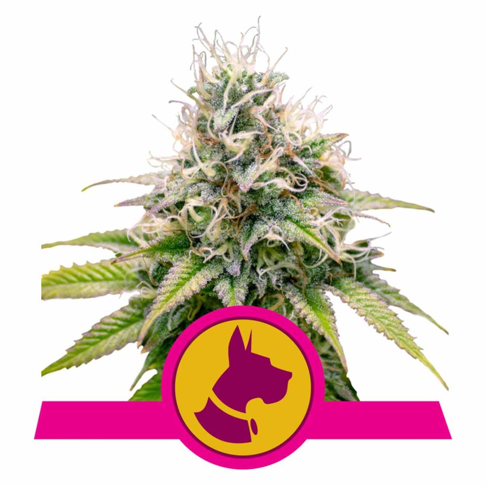 Royal Queen Seeds Kali Dog feminisierte Hanfsamen