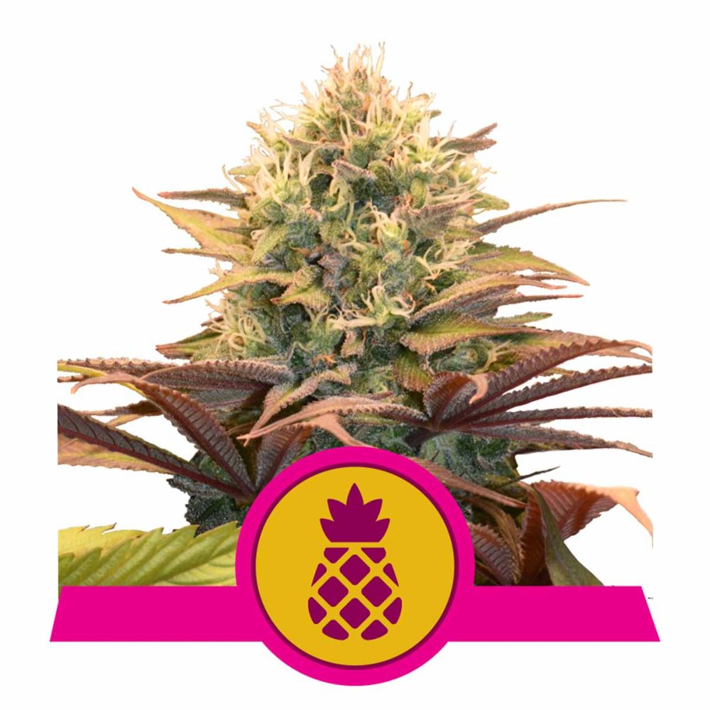 Royal Queen Seeds Pineapple Kush feminisierte Hanfsamen