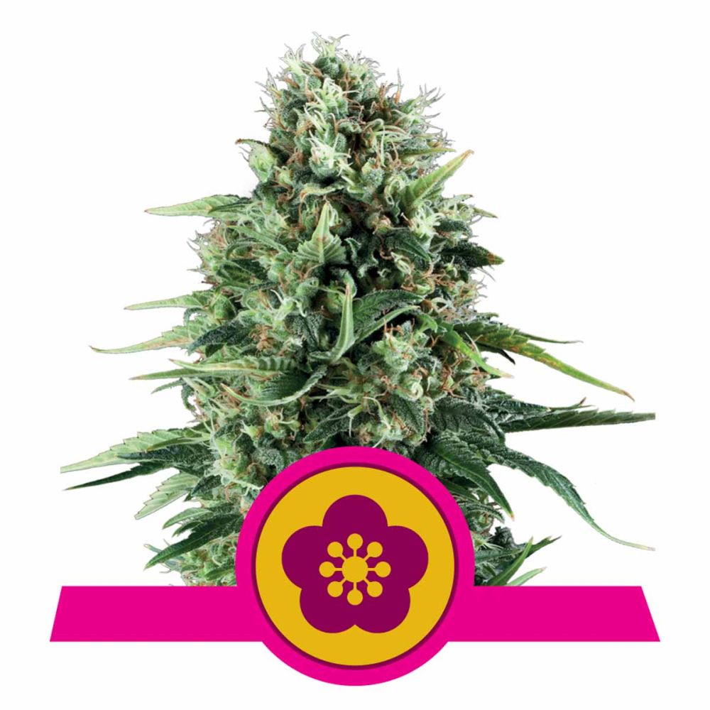 Royal Queen Seeds Power Flower feminisierte Hanfsamen