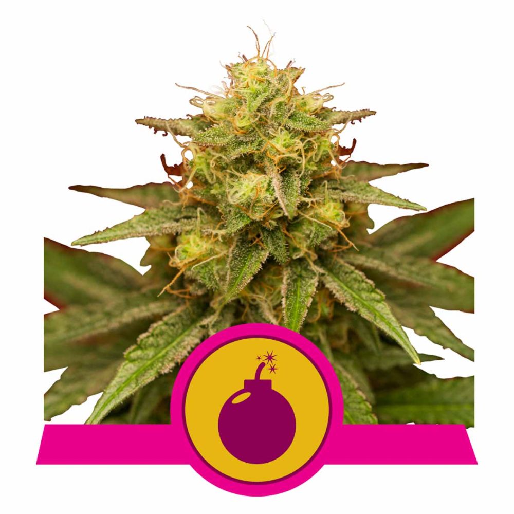 Royal Queen Seeds Royal Domina feminisierte Hanfsamen