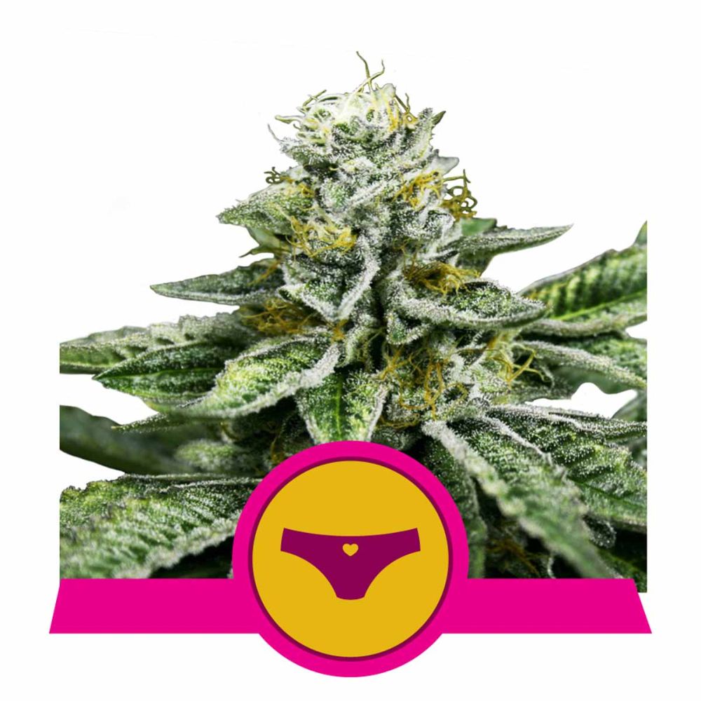 Royal Queen Seeds Sherbet Queen feminisierte Hanfsamen
