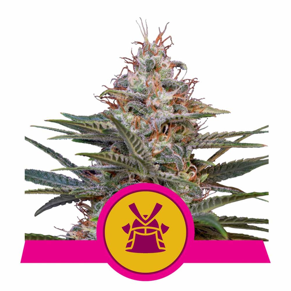 Royal Queen Seeds Shogun feminisierte Hanfsamen
