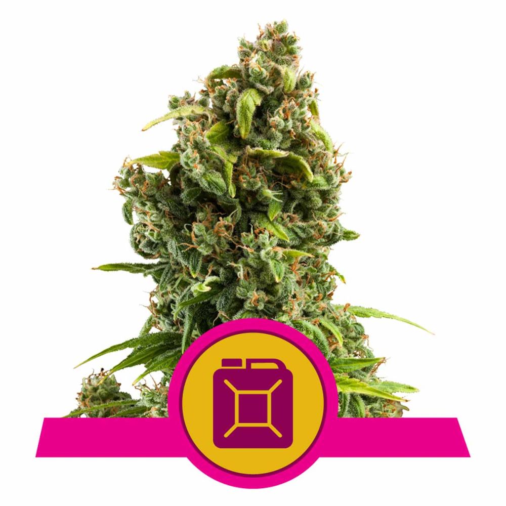 Royal Queen Seeds Sour Diesel feminisierte Hanfsamen