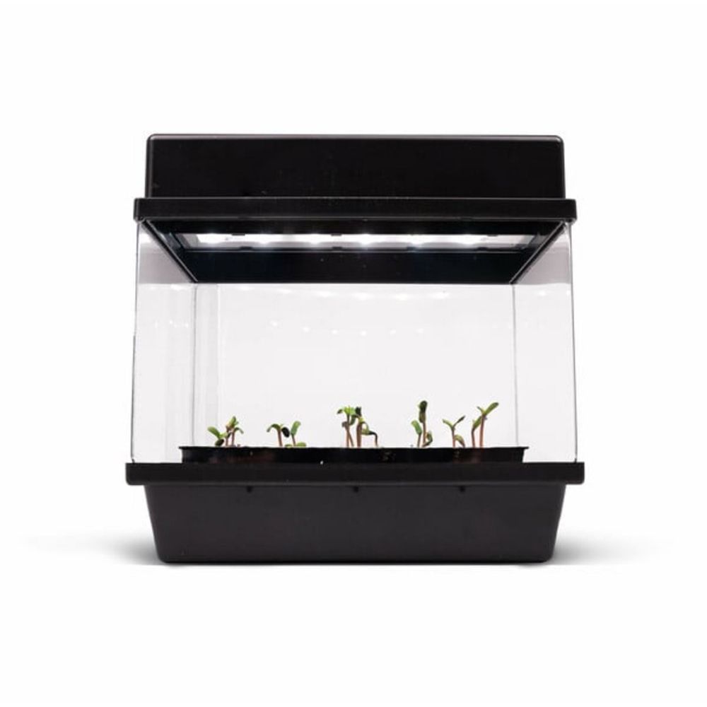 Royal Queen Seeds - Starter Set Autoflower