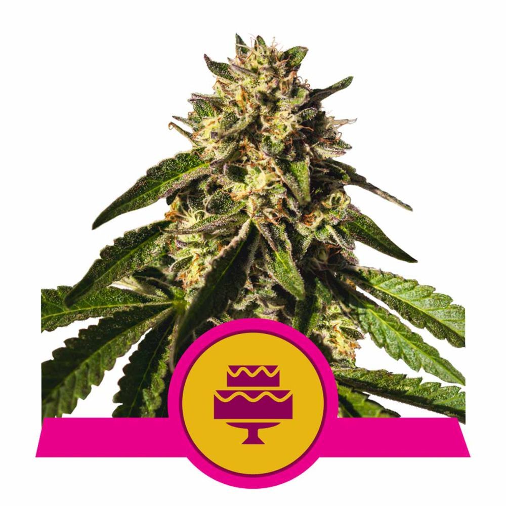 Royal Queen Seeds Wedding Gelato feminisierte Hanfsamen