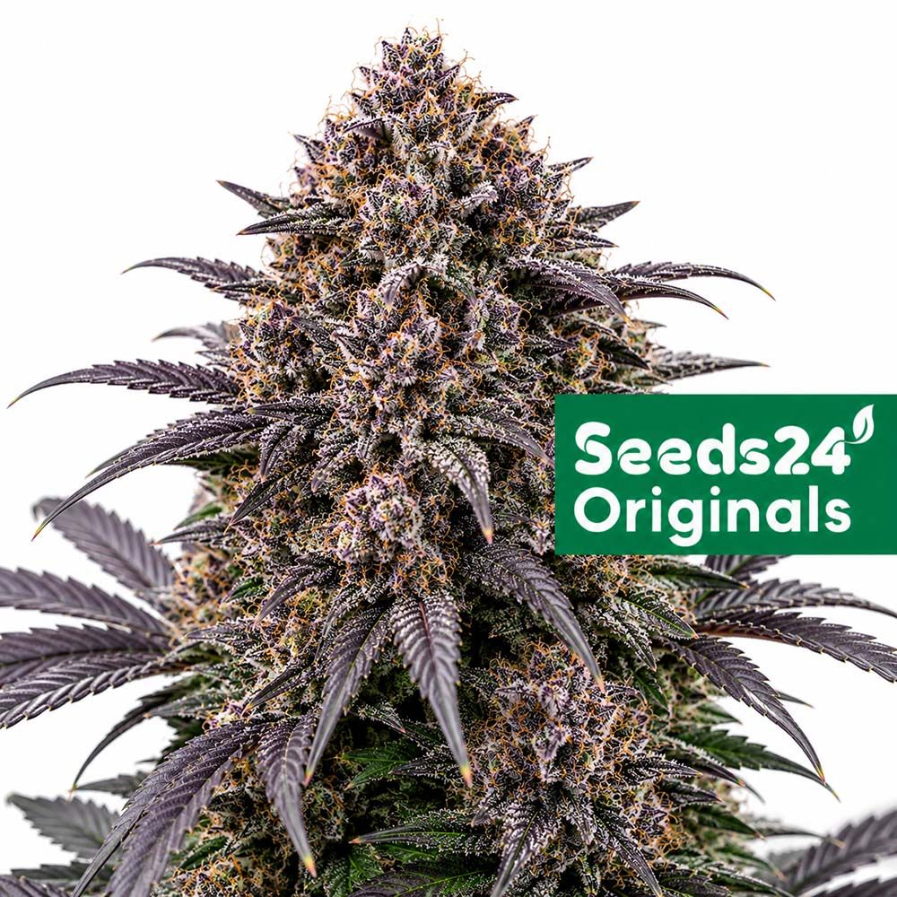 Seeds24 Blackberry Auto Cannabis Blüte