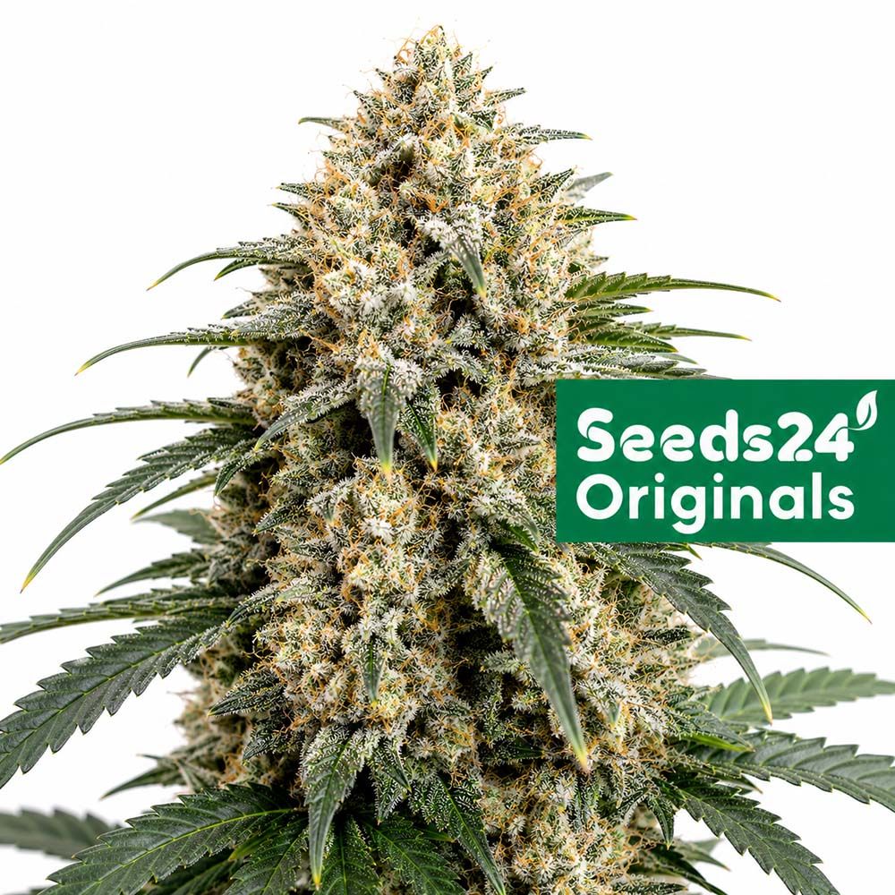 Seeds24 Chemdog Auto Cannabis Blüte