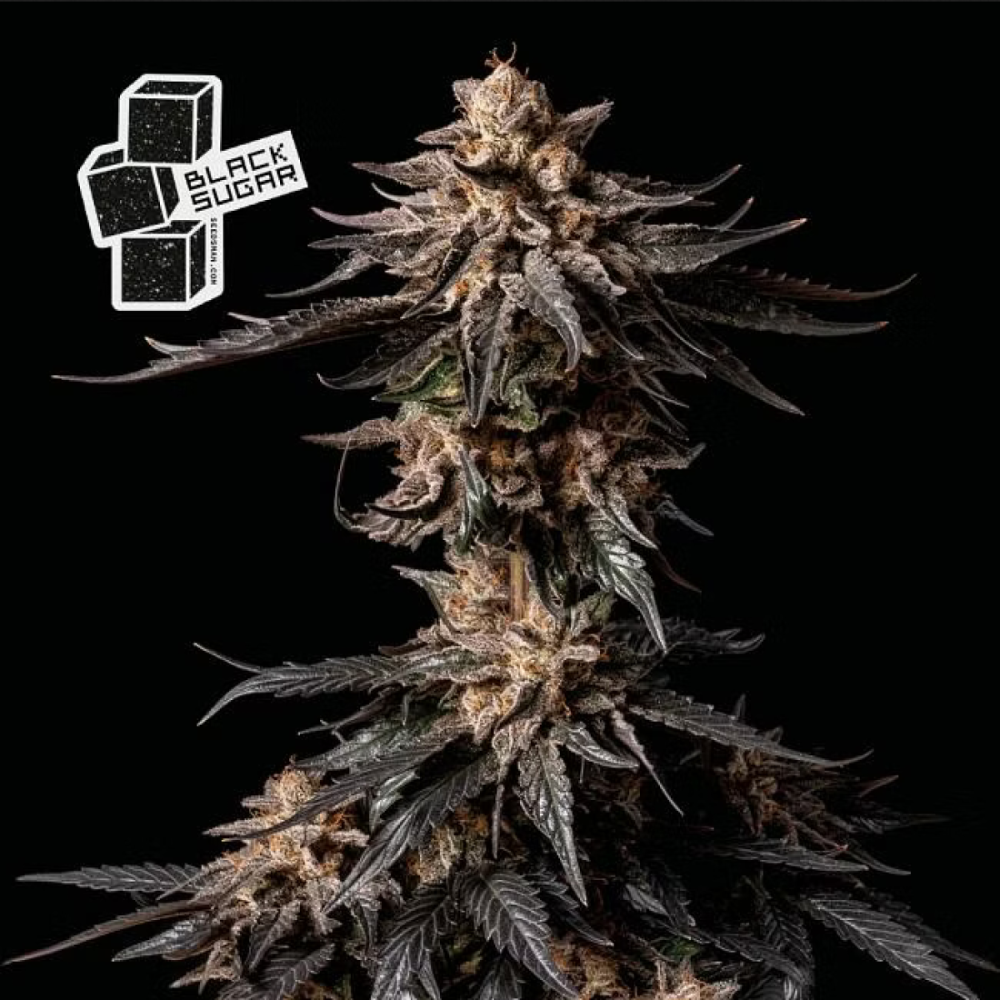 Seedsman Black Sugar Feminisierte Hanfsamen