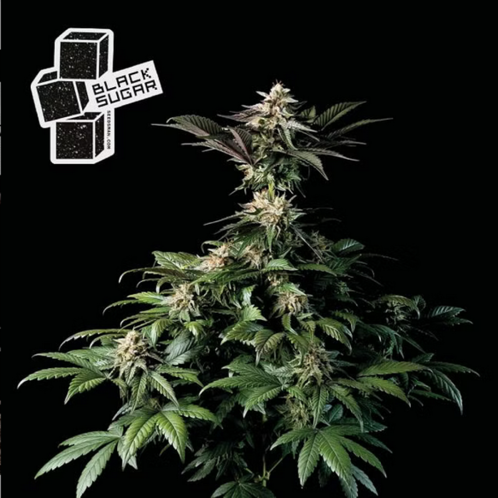 Seedsman Black Sugar Feminisierte Hanfsamen