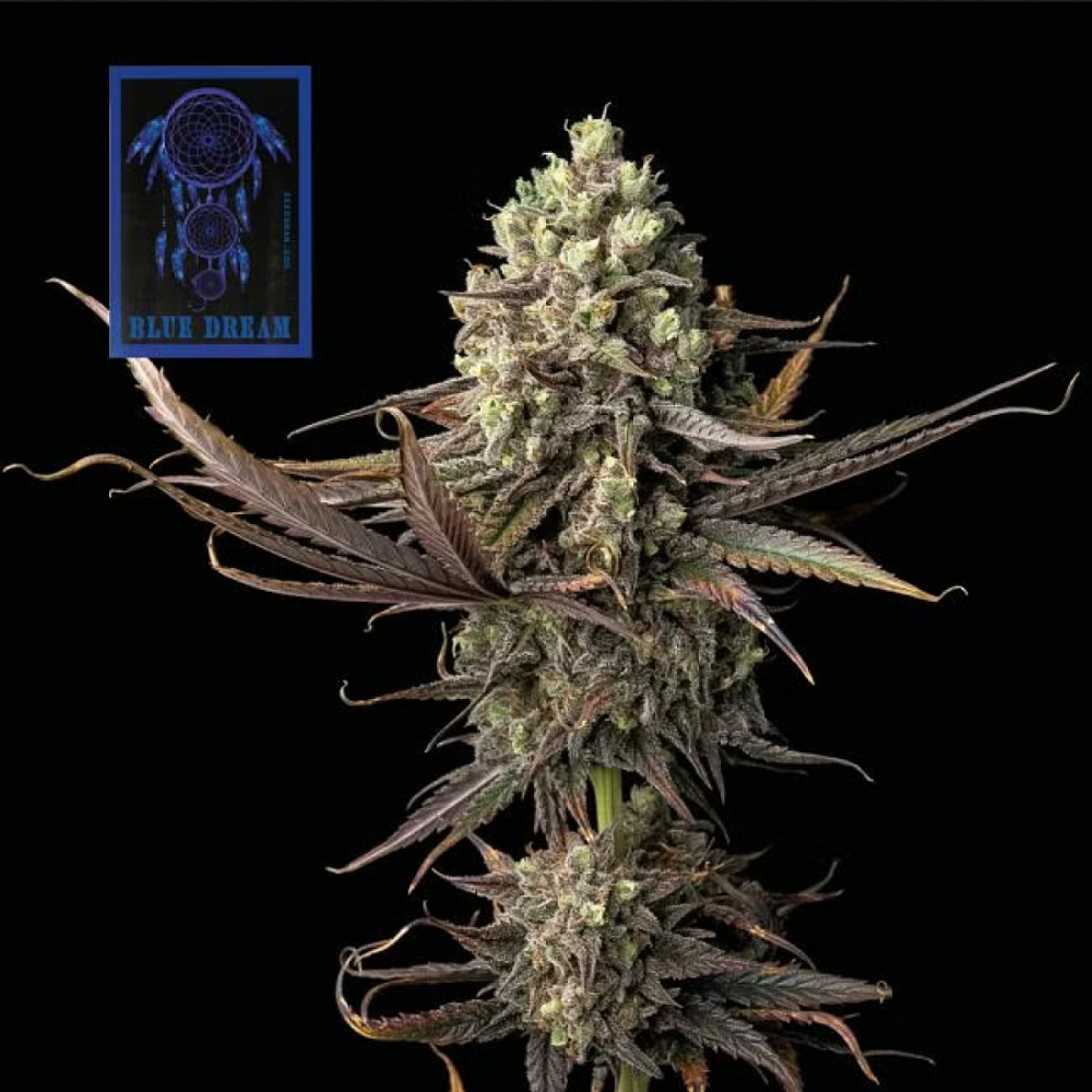 Seedsman Blue Dream Feminisierte Hanfsamen