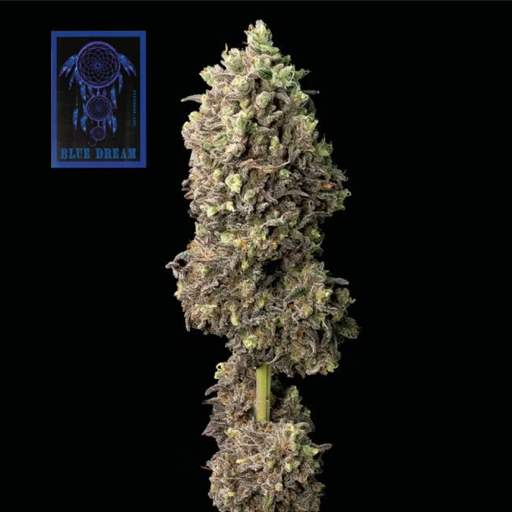 Seedsman Blue Dream Feminisierte Hanfsamen